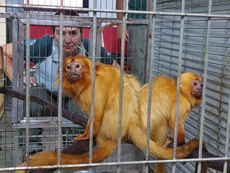 Foto: Ricardo Peng/ICMBio