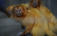 Micos-leões-dourados resgatados do tráfico internacional voltam para a natureza