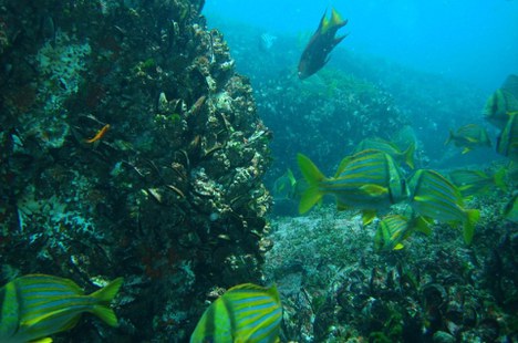 Foto: Fernando Moraes