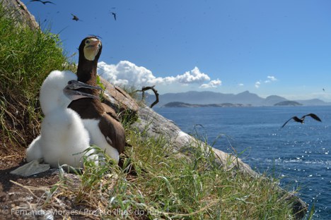 Foto: Fernando Moraes