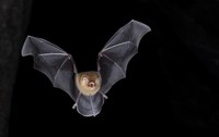 Morcegos em risco: iniciativa busca salvar a segunda maior ordem de mamíferos da extinção