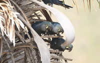 Nascem três filhotes de arara-azul-de-lear no Boqueirão da Onça