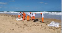 ICMBio monitora ninhos após óleo chegar em Sergipe