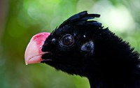 No Dia da Ave, ICMBio lança segundo ciclo do Plano de Ação Nacional das aves da Mata Atlântica
