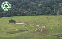 No Dia Mundial do Meio Ambiente, ICMBio deflagra operação de combate ao desmatamento na Reserva Extrativista Chico Mendes, no Acre