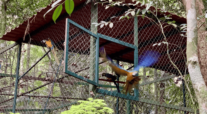 A arara-canindé Fernanda, em homenagem à atriz Fernanda Torrres, em seu primeiro voo livre - Foto: Marcus Carmo/PNT