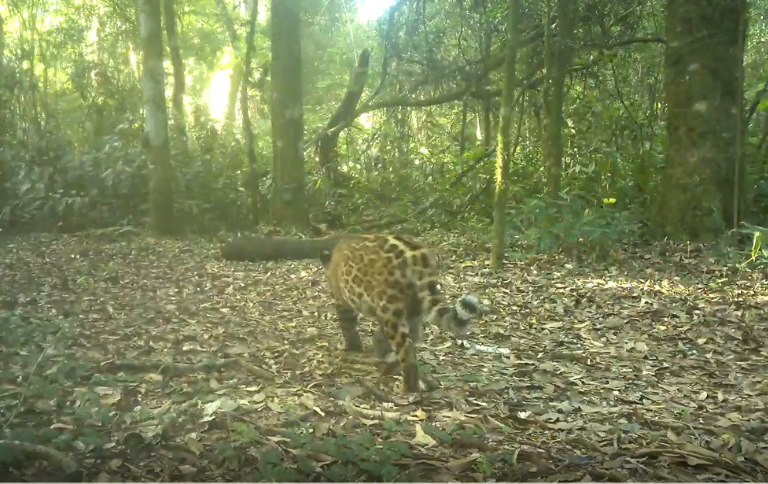 SITEonçapintada é registrada com dois novos filhotes.png