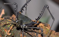 Nova espécie de aracnídeo é descoberta na Reserva Biológica da Mata Escura em registro de fotógrafo quilombola