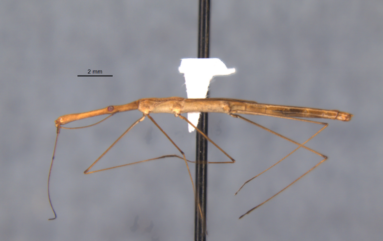 Além do novo habitante, Hydrometra perobas, a Rebio das Perobas registrou outras duas espécies: Microlinus perobanus (inseto) e Cambeva perobana (peixe), reforçando a elevada relevância ambiental da unidade de conservação federal