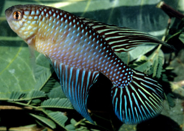 Hypsolebias_fulminantis_Foto_Wilson_J.E.M._Costaa.jpg
