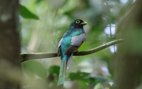 Surucuá-dourado, Trogon rufus — Protocolo avançado de aves por ponto de escuta na Rebio Gurupi (MA) -  Foto: Leonardo Victor