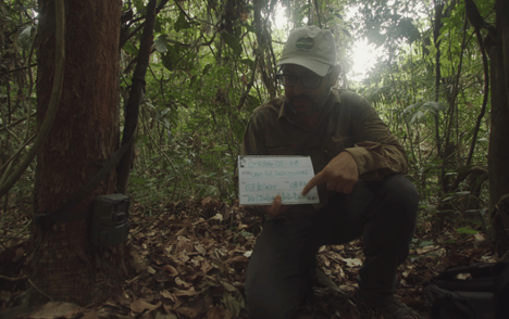 Aplicação do protocolo avançado na Rebio Gurupi — Registro feito por armadilha fotográfica - Foto: Divulgação 