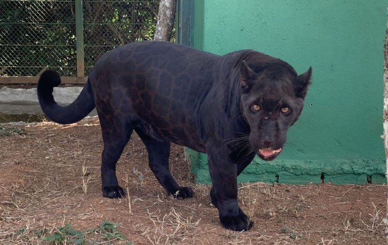 c1b2307e-d31e-4235-9cf2-abed2fb691da Registro raro de onça-pintada negra chama atenção em fazenda de Sorriso