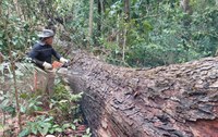 Operações Irerê e Jaguarundi reforçam fiscalização do ICMBio na Resex Chico Mendes