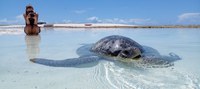 Países do continente americano e Caribe se unem na conservação das Tartarugas Marinhas
