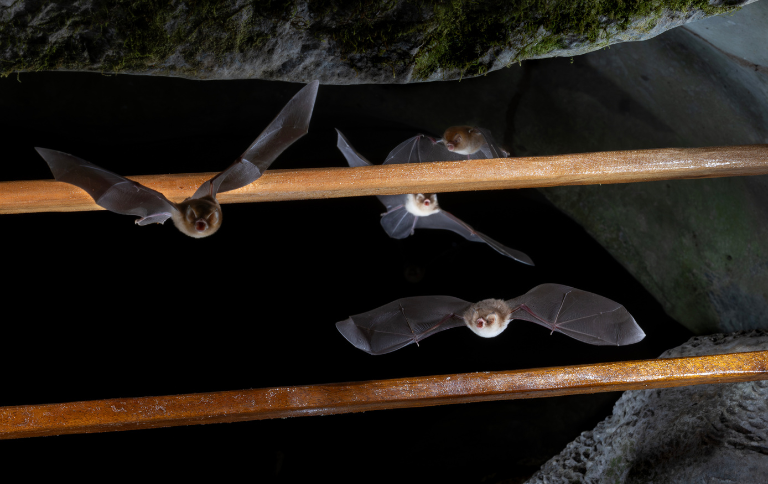 SITEJennifer Barros.png