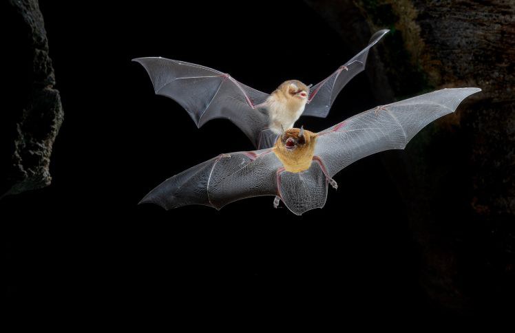Cavernas com grandes colônias de morcegos foram validadas em Tocantins e Goiás durante ações do PAN coordenado pelo Centro Nacional de Pesquisa e Conservação de Cavernas (ICMBio/Cecav)