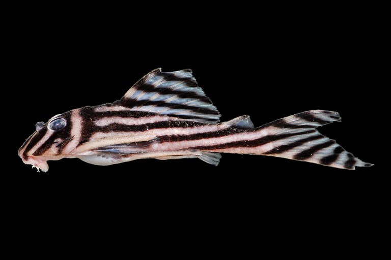 Hypancistrus_zebra__Renildo_Oliveira.JPG