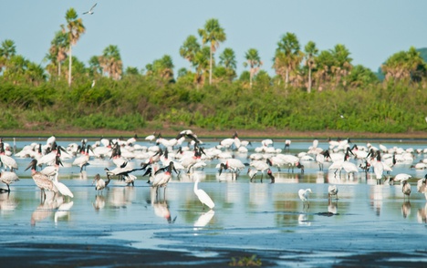 Estação Ecológica (Esec) Taiamã terá 68 mil hectares - Foto: Palê Zuppani