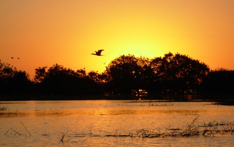Parque Nacional (Parna) do Pantanal Matogrossense - Foto: José Augusto Ferraz de Lima