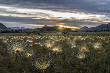 O parque abriga uma enorme variedade de espécies, muitas delas endêmicas ou ameaçadas - Foto: André Dib