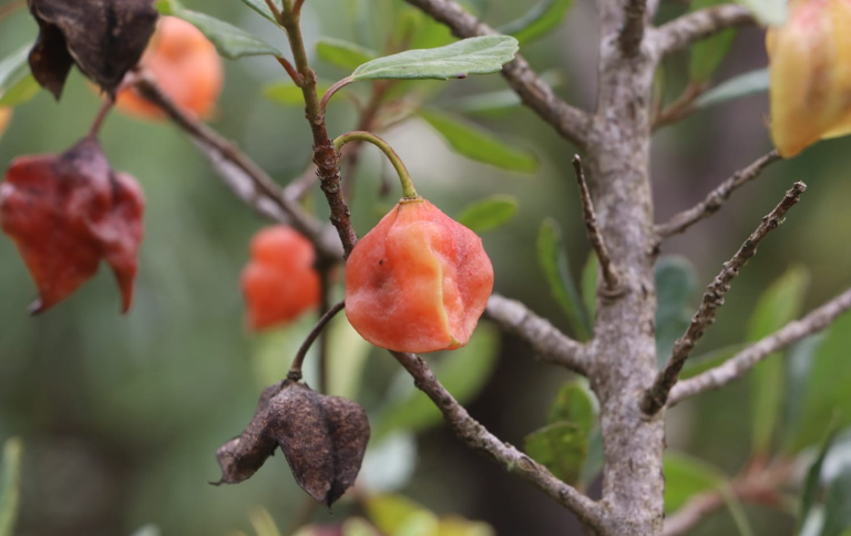 SITEO Crinodendron brasiliense.png