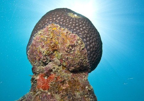 Coral-cérebro espécie rara avistada somente em Abrolhos - Foto: Enrico Marcovaldi