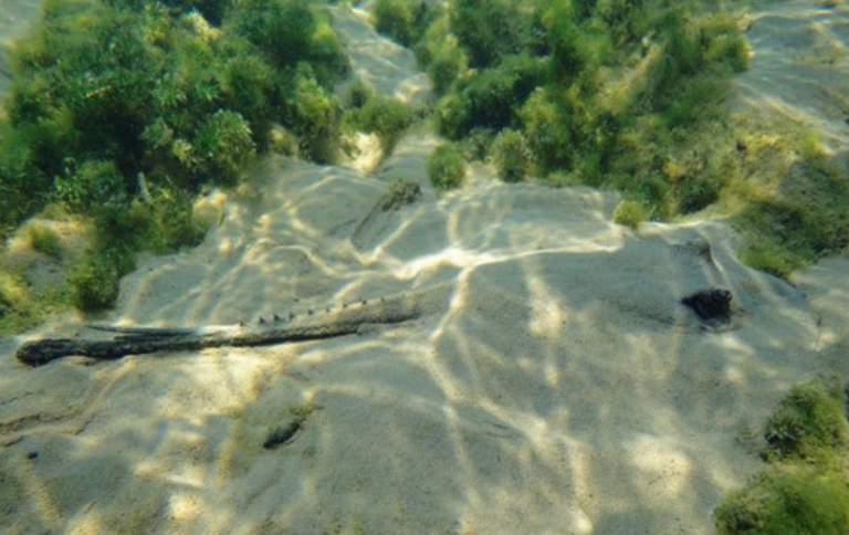 SITE Potamotrygon fakneri enterrada DOMINGOS GARRONE NETO.png