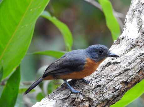 Choca do Acre Fêmea Foto Ricardo Plácido.jpg