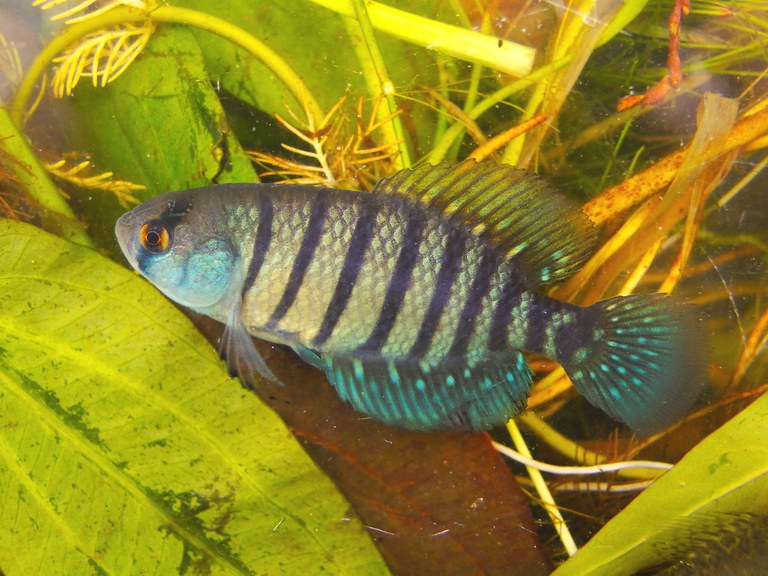 peixes_austrolebias_nachtigalli_matheus_volcan.jpg
