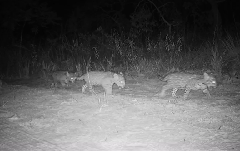 SITE Pela primeira vez, onças-pintadas trigêmeas são registradas no Parque Nacional Grande Sertão Veredas.png