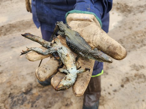 Animais pequenos encontrados após a passagem de fogo no Pantanal - Foto: Ramilla Yamanaka/ICMBio