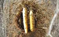 Pesquisa de campo no Semiárido busca formas de combater invasão de abelhas africanizadas