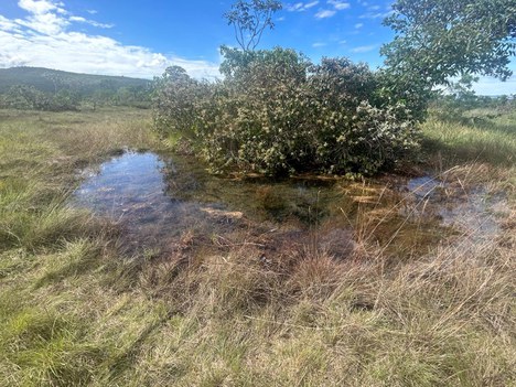 Área úmida no Cerrado – Foto: Suelma Silva.