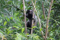 Pesquisas e monitoramento da biodiversidade não pararam durante a pandemia