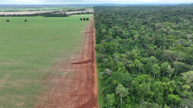 Floresta preservada pela resiliência dos povos do Rio Tanaru apesar da pressão antrópica - Foto: Divulgação