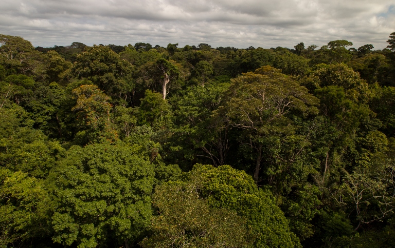Copas de árvores da Floresta Nacional do Tapajós, com diferentes alturas e tons de verde