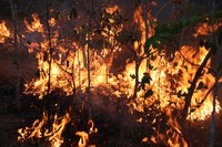 Tragédia anunciada: Projeto aprovado pela Câmara dos Deputados fragiliza proteção de unidades de conservação federais