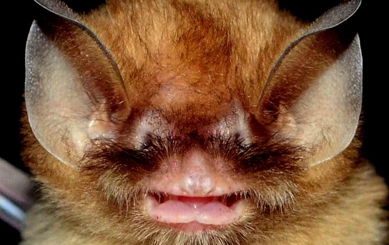 thumbnail_Imagem do Natalus Macrourus na Caverna Boa, em Felipe Guerra (RN) - Foto Juan Carlos Vargas Mena(1).jpg