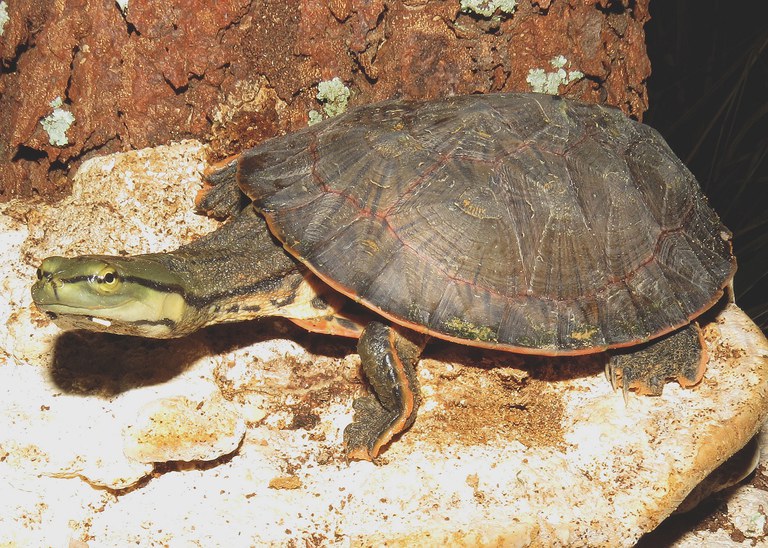 Foto_-_Quelônio1.jpg