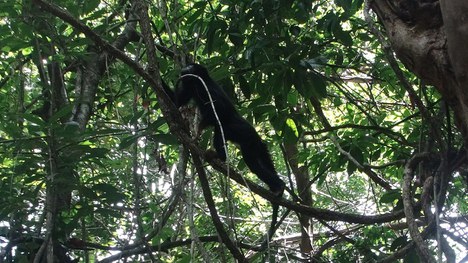 Macaco-Guariba (Alouatta belzebul) - Foto: Acervo Rebio de Guaribas 