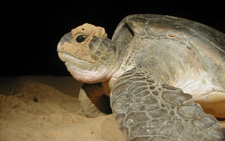 Chelonia mydas Noronha SITE.jpg