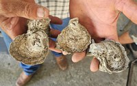 Rede de Ação realiza segundo encontro para enfrentamento à invasão de ostras exóticas no litoral paulista