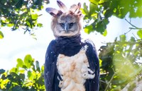 Registro inédito de harpia reforça riqueza da biodiversidade no Parque Nacional e Histórico do Monte Pascoal