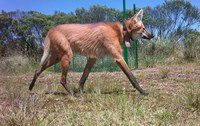 Registro inédito no Parque Nacional da Serra Geral dá início ao monitoramento de um lobo-guará