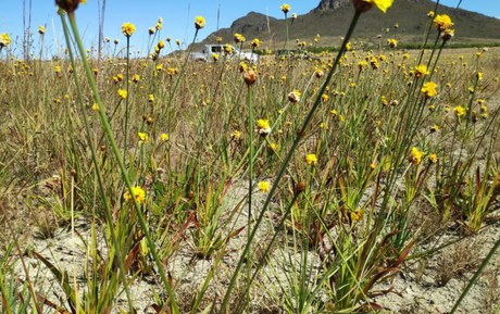Pireque, uma sempre-viva que foi semeada e está brotando nas áreas manejadas com herbicida - Foto: Divulgação
