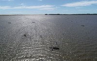 Temporada de pesca do camarão-rosa é aberta na Lagoa do Peixe com monitoramento sustentável
