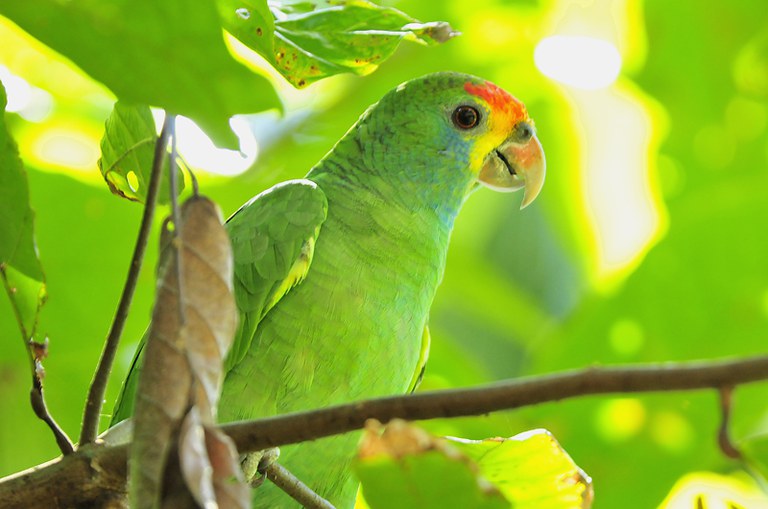 AVE_Amazona_rhodocorytha_Chauá_Gustavo_Magnago.jpg