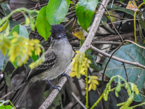 Outra ave avistada por Nagyla em Soretama foi o Gritador (Sirystes sibilator) - Foto: Nagyla Coser 