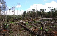 Unidades de Conservação Federais na Amazônia registram redução de 70% dos alertas de desmatamento de janeiro a julho de 2023